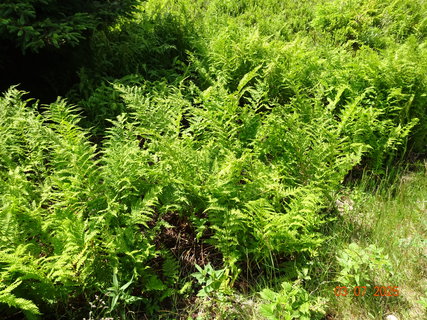 FOTKA - Kr�sa krkono�sk� p��rody