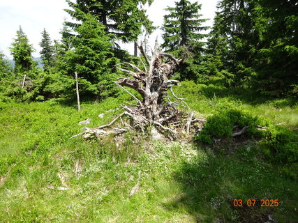 FOTKA - Kr�sa krkono�sk� p��rody