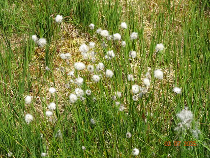 FOTKA - Kr�sa krkono�sk� p��rody