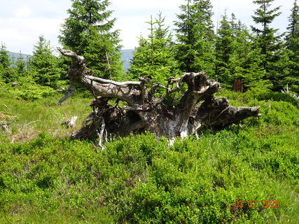 FOTKA - Kr�sa krkono�sk� p��rody