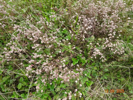 FOTKA - Nau�n� stezka Star� Kou�im