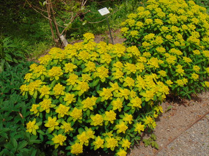 FOTKA - I tady jsme byli - Arboretum B�l� Lhota