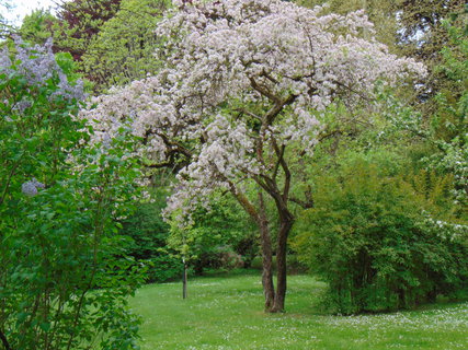 FOTKA - I tady jsme byli - Arboretum B�l� Lhota