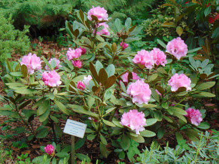 FOTKA - I tady jsme byli - Arboretum B�l� Lhota