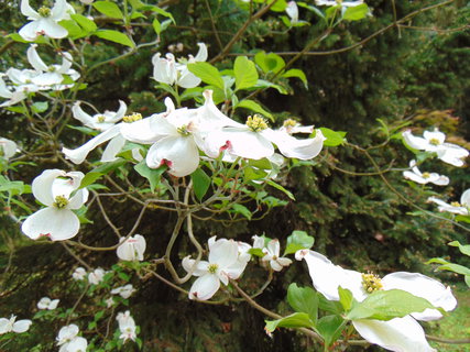 FOTKA - I tady jsme byli - Arboretum B�l� Lhota