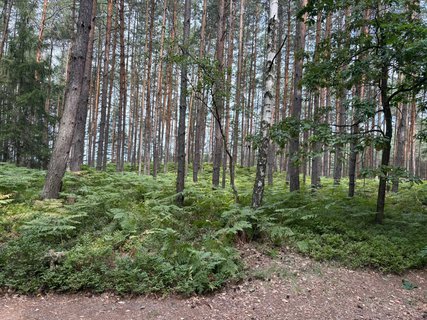 FOTKA - Nau�n� stezka Hruboskalsko v �esk�m r�ji