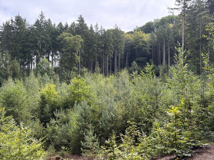 FOTKA - Nau�n� stezka Hruboskalsko v �esk�m r�ji
