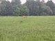 Bor�vkov�