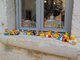 Ohlédnutí za dovolenou - Rovinj Ohlédnutí za dovolenou - Rovinj