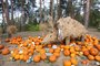 Halloween v botanick� zahrad� v Troji zavede n�v�t�vn�ky do prav�ku