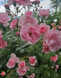FOTKA - Bulharsko Varna Albena � p��jemn� m�sto k odpo�inku