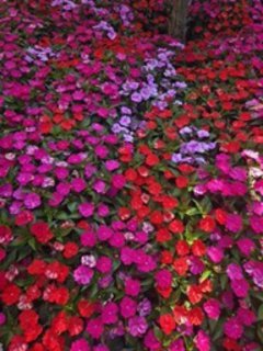 FOTKA - Bulharsko Varna Albena � p��jemn� m�sto k odpo�inku