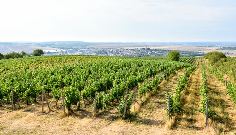 FOTKA - Ji�n� Morava, rozhledny