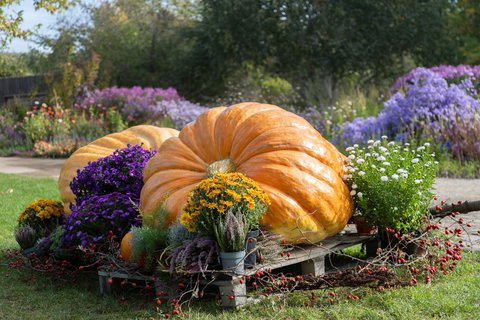 FOTKA - Halloween v botanick� zahrad� v Troji zavede n�v�t�vn�ky do prav�ku
