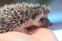 V jihlavské zoo jarní opičí babyboom i nová výstava
