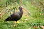 Sledujte lhnut vzcnch ibis skalnch