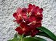 Orchideje - Vanda