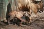 ZOO Liberec má první letošní mládě takina!