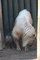 ZOO Liberec má první letošní mládě takina!