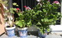Vyrob si sama - Květináčky na okenní parapet