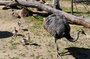 Den dětí v jihlavské ZOO ve znamení ochrany ohrožených druhů