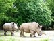 V ZOO Dvr Krlov uhynula samice vzcnho blho nosoroce