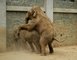 Co bylo pinou hynu slonho sameka v Zoo Ostrava?