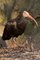 V Zooparku se vylhlo 11 mlat vzcnch ibis skalnch