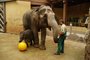 Nov hraka pro slon samiku v Zoo Ostrava