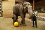 Nov hraka pro slon samiku v Zoo Ostrava