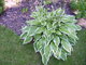 Hosta  krlovna stinnch zahrad