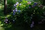 Do ZOO v Ostrav lkaj prv kvetouc hortenzie