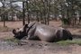 Krlovdvort nosoroci se v Keni opakovan pili