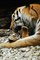 Mlata tygra ussurijskho u maj jmna