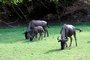 Safari ve Dvoe Krlov je pln mlat