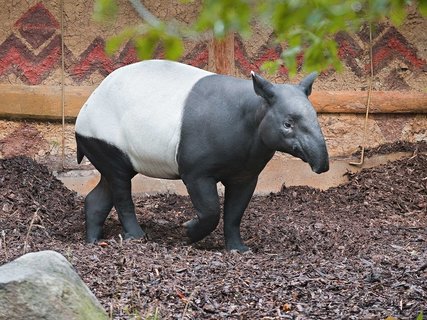 FOTKA - Masopust v Zoo Praha