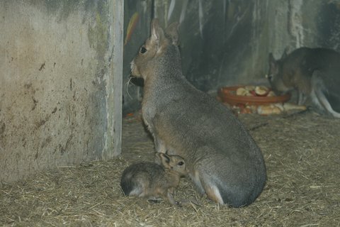 FOTKA - Zoo st nad Labem - Dvojata mary stepn