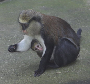 FOTKA - V jihlavsk zoo jarn opi babyboom i nov vstava