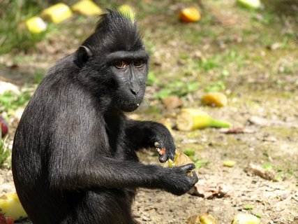 FOTKA - Zoo Dn oteve sezonu temi dny zajmavch akc