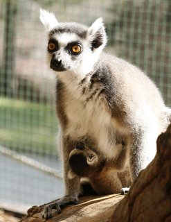 FOTKA - Mld lemur kata