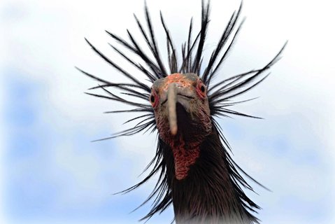 FOTKA - Sledujte lhnut vzcnch ibis skalnch