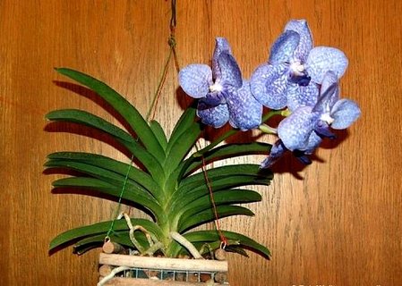 FOTKA - Orchideje - Vanda