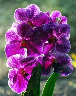 FOTKA - Orchideje - Vanda