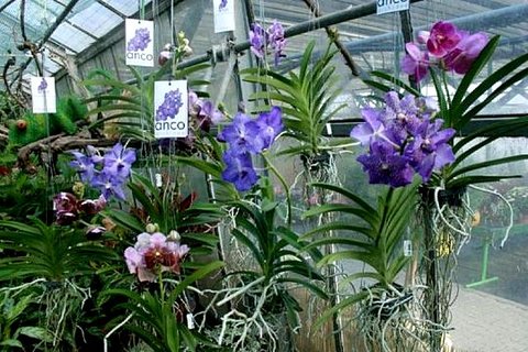 FOTKA - Orchideje - Vanda