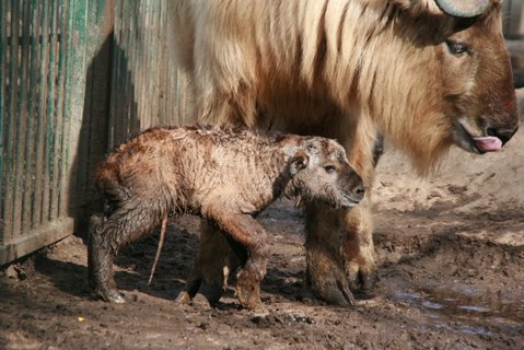 FOTKA - ZOO Liberec m prvn leton mld takina!