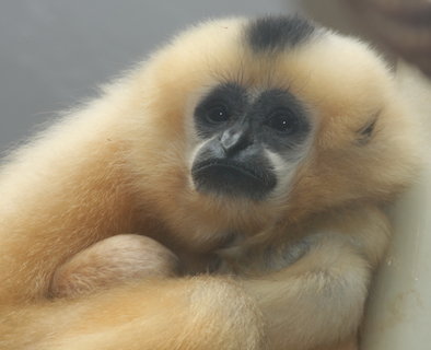 FOTKA - V jihlavsk zoo oslava Dne Zem i nov jarn prstky