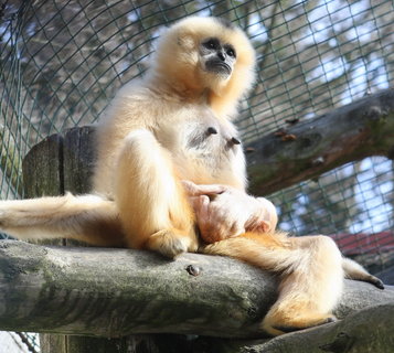 FOTKA - V jihlavsk zoo oslava Dne Zem i nov jarn prstky