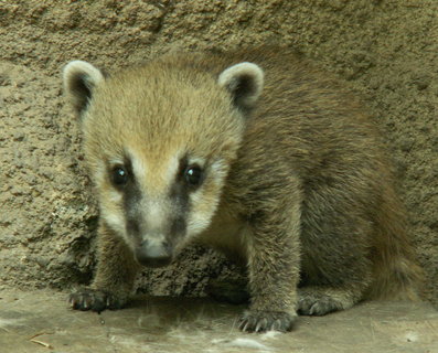 FOTKA - V jihlavsk zoo oslava Dne Zem i nov jarn prstky