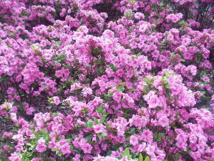 FOTKA - Rododendrony a azalky
