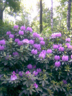 FOTKA - Rododendrony a azalky
